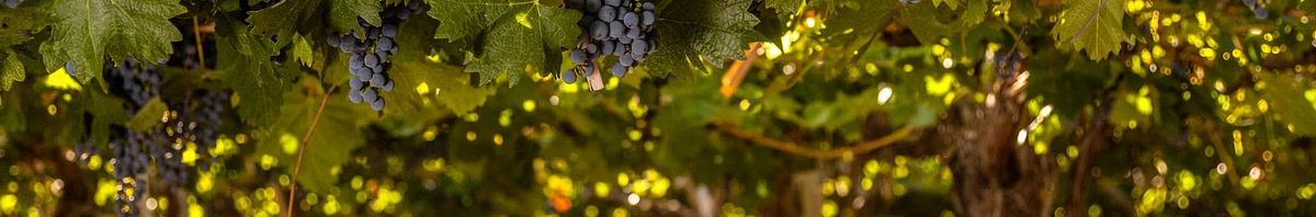 Vinhedos de Mendoza